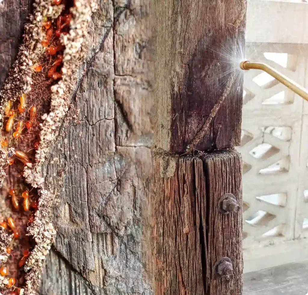 Termite control service