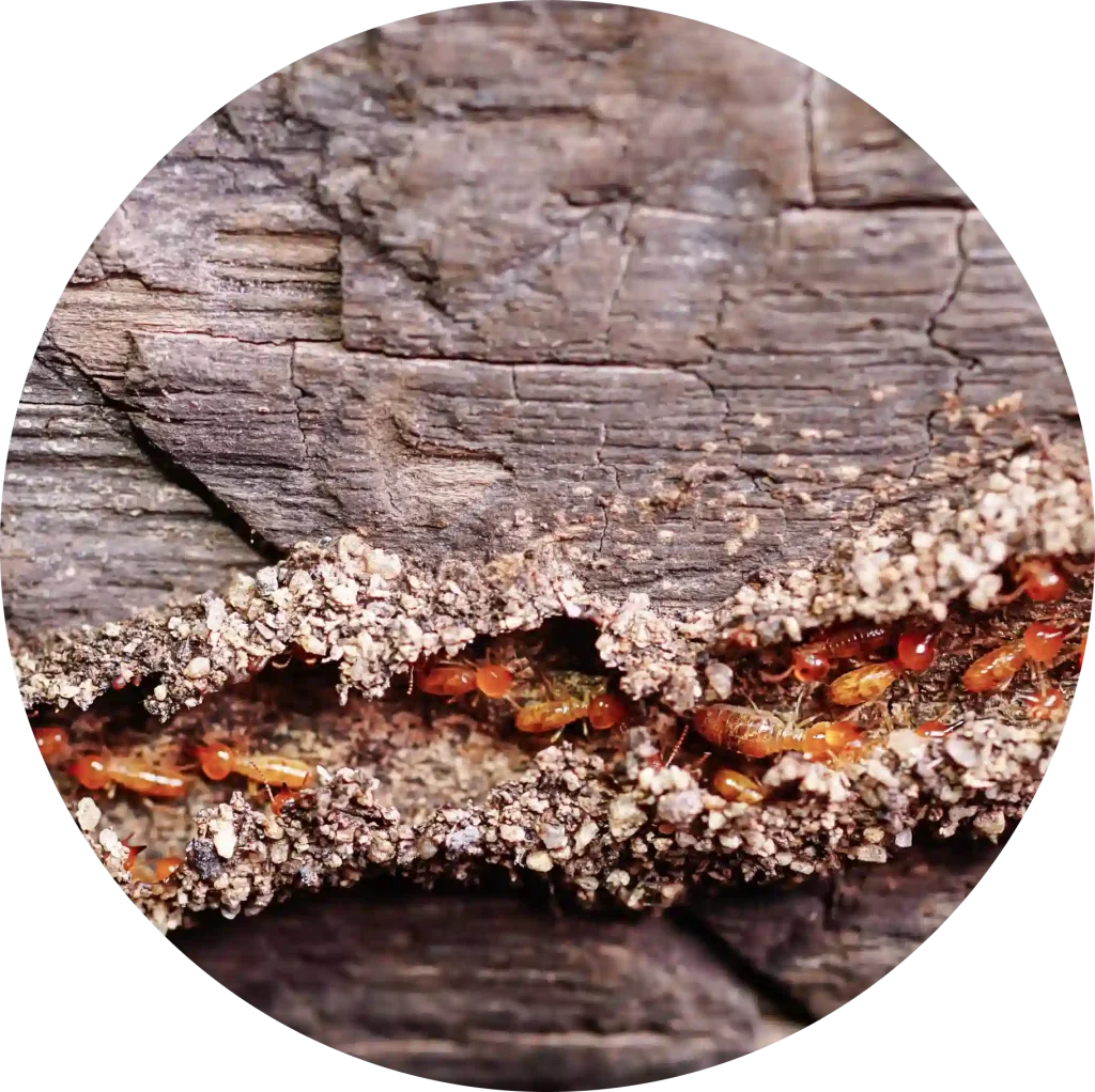 Termite control